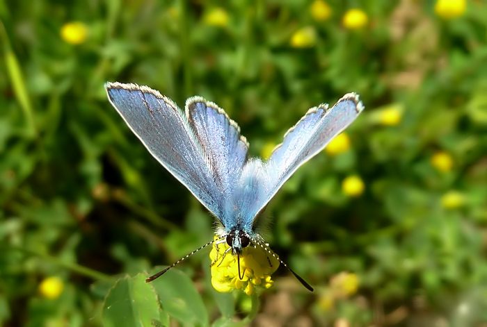 Nuovi arrivi : Polyommatus  thersites